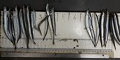 3.1 Sand eel on measuring bord
