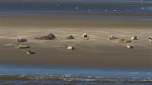 Copyright DMP - Gewone zeehond - Phoca vitulina - 003_© Dutch Maritime Productions