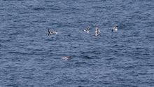 Bruinvis gevolgd door Kleine Mantelmeeuwen
