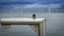 20230307 VogelHKZwindpark-fotoCharlesWalker(Vattenfall)