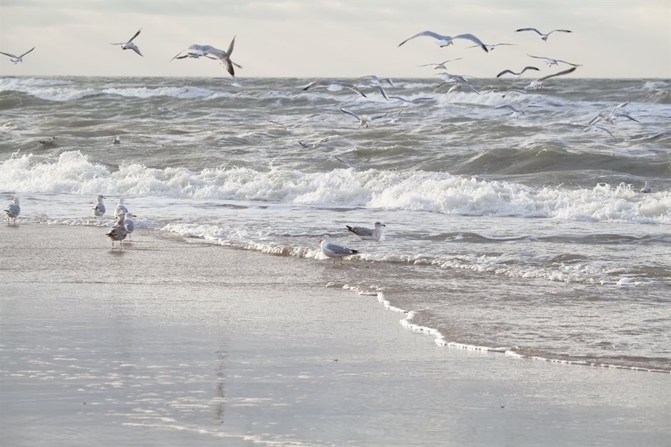 Vogels op het strand