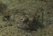 Platvis in fijn sediment