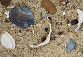 Schelpen in het zand