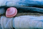 doorklik_schelpenbanken_nonnetje-ensis_800x547