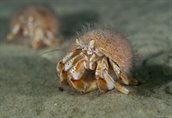 Gewone heremietkreeft-OB-800x547