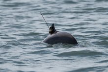Figuur 2. Gezenderde bruinvis op de Oosterschelde (foto: Annemieke Podt/Delta Bruinvis).