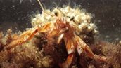 Benthos