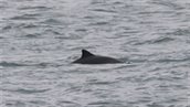 Bruinvis Oosterschelde