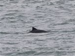 Bruinvis Oosterschelde