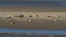 Gewone zeehonden