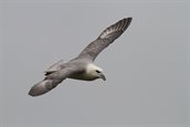 Noordse stormvogel Henri Zomer