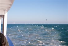 Zeevogels met windpark